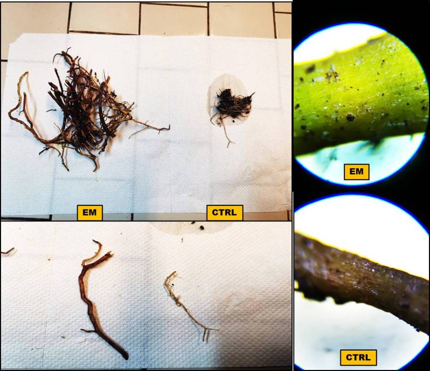 Articolo: Biological treatments for quality improvement and production of Aloe vera&nbsp;gel
