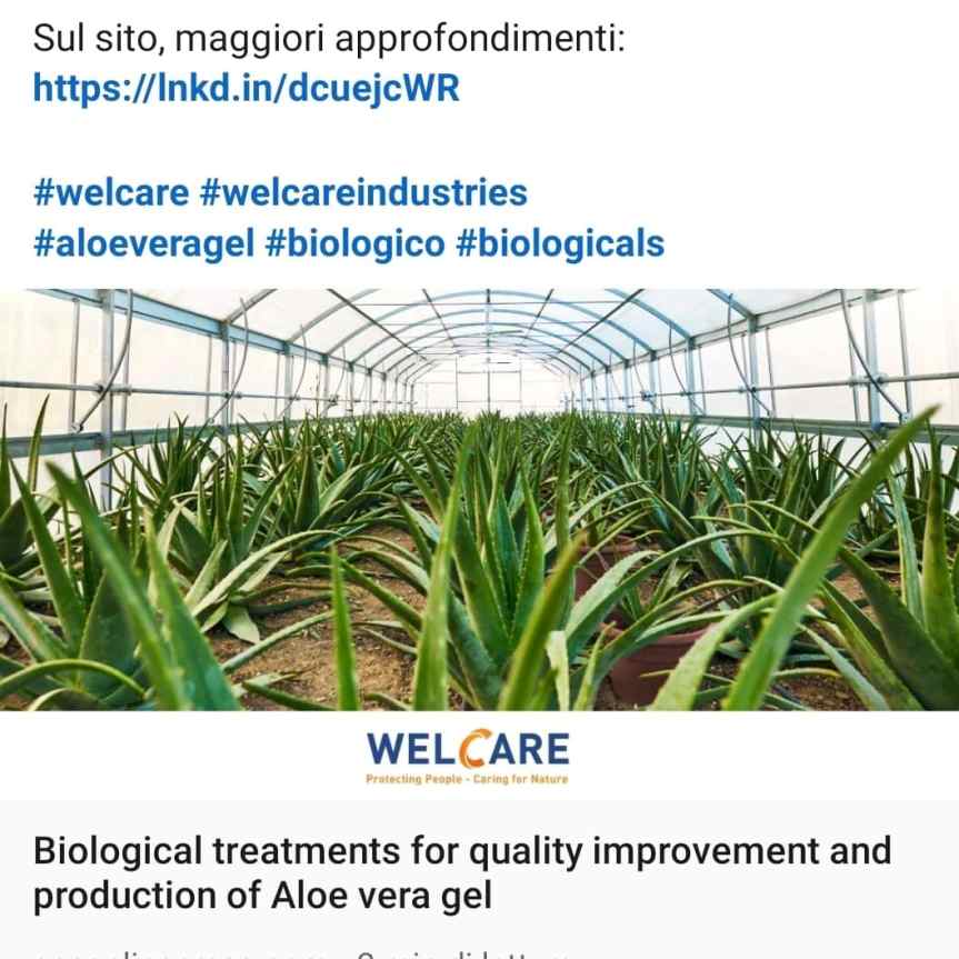Protocolli biologici per la coltivazione di Aloe&nbsp;vera