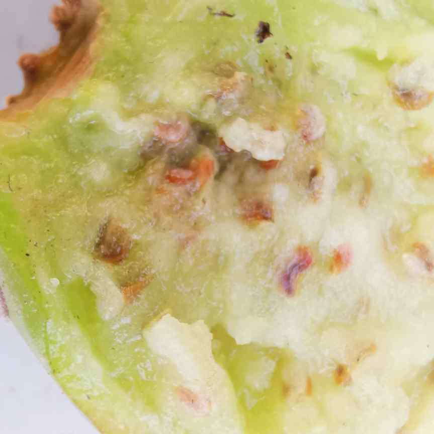 Studio di consorzi microbici per la coltivazione di Opuntia Ficus indica e Valutazione delle proprietà medicinali e industriali della&nbsp;pianta