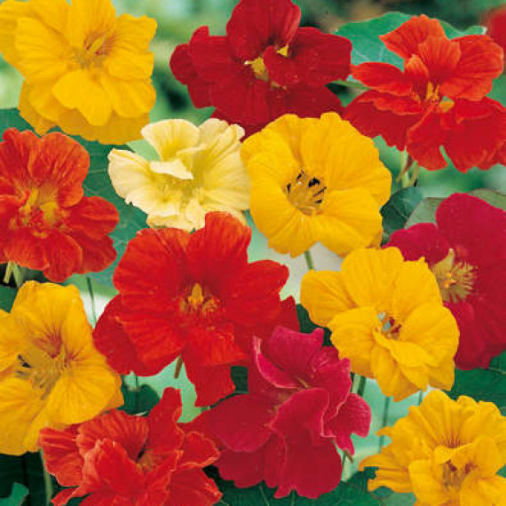 Coltivazione di Tropeolo (Tropaeolum&nbsp;majus)