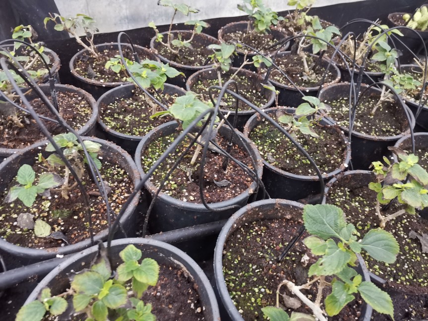 Progetto Coves: Valutazione di un acidificante naturale con azione biostimolante sulla microfauna del suolo per la germinazione di specie ortive e la radicazione e crescita di specie&nbsp;ornamentali