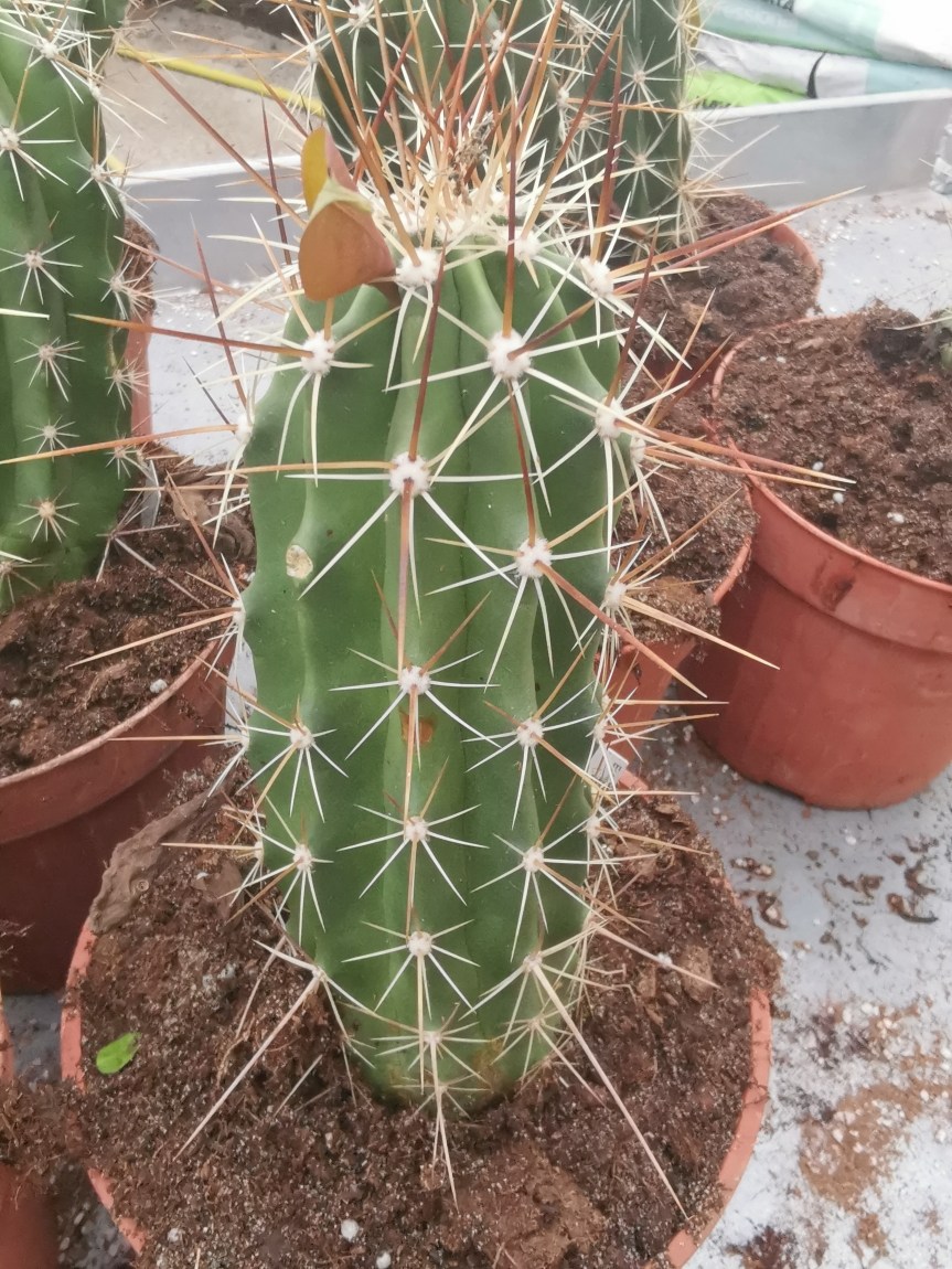 Produzione fiorale e fruttifera su Echinocereus enneacanthus in seguito a trattamenti con&nbsp;silicio