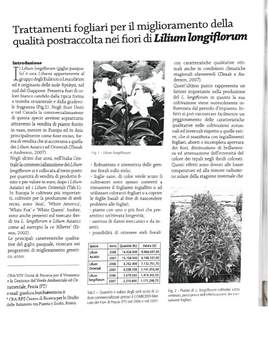 Trattamenti fogliari per il miglioramento della qualità post-raccolta nei fiori di&nbsp;Lilium