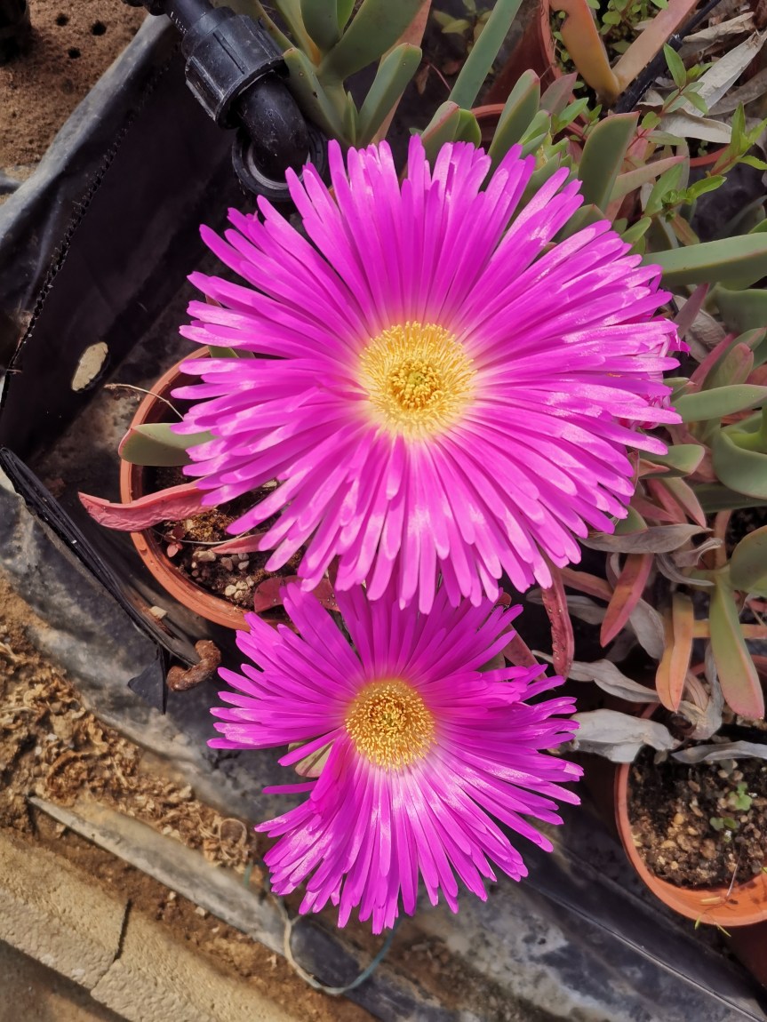 Effetti di substrati alternativi e microrganismi su piante di Carpobrotus&nbsp;edulis