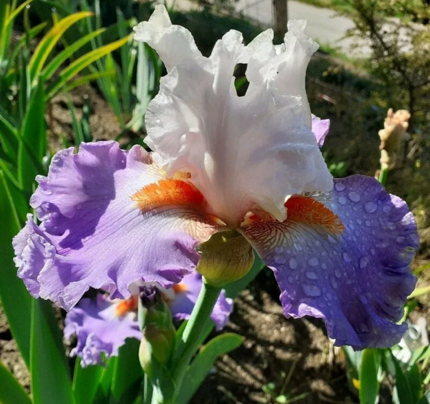 Biofertilizzanti microbici per il trattamento di Iris, anemoni, zafferano e&nbsp;freesie.