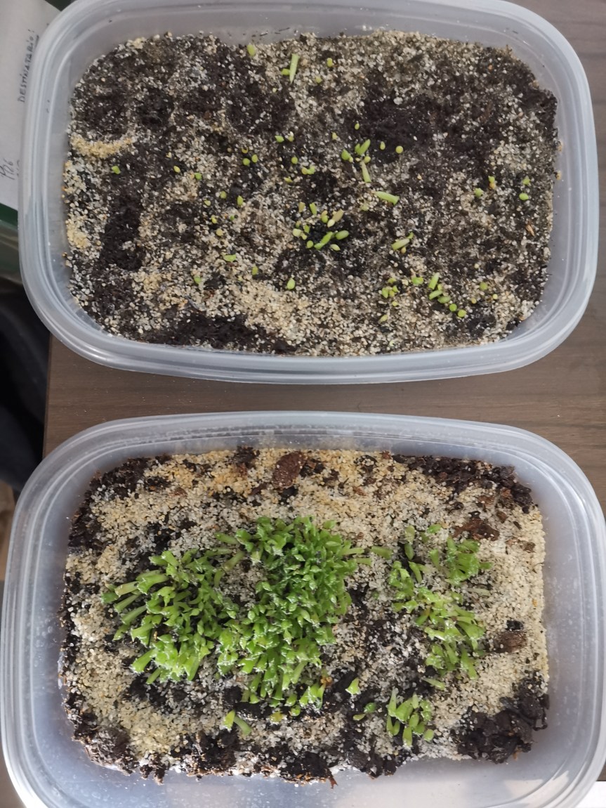 Effective microorganisms nella germinazione e crescita di Trichocereus e&nbsp;Echinopsis