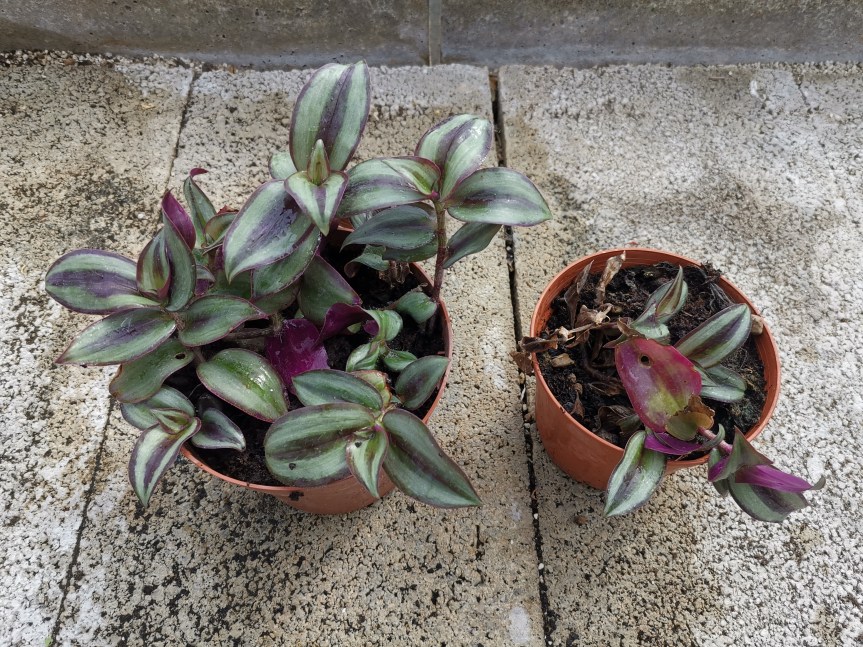 Utilizzo di micorrize e rizobatteri su varie tipologie di&nbsp;Tradescantia