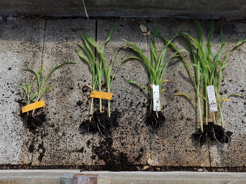 Valutazione di nuovi prodotti a base di hydrogel in grado di stimolare la crescita di Mais e la resistenza agli stress&nbsp;idrici.