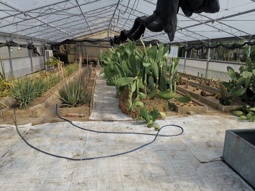 Tecniche di gestione innovativa e sostenibile di cactus ad uso edibile (fiori, frutti, apparato vegetativo e radicale), medicinale e industriale (prospettive di colture in situazioni climatiche estreme in vista del cambiamento&nbsp;climatico)