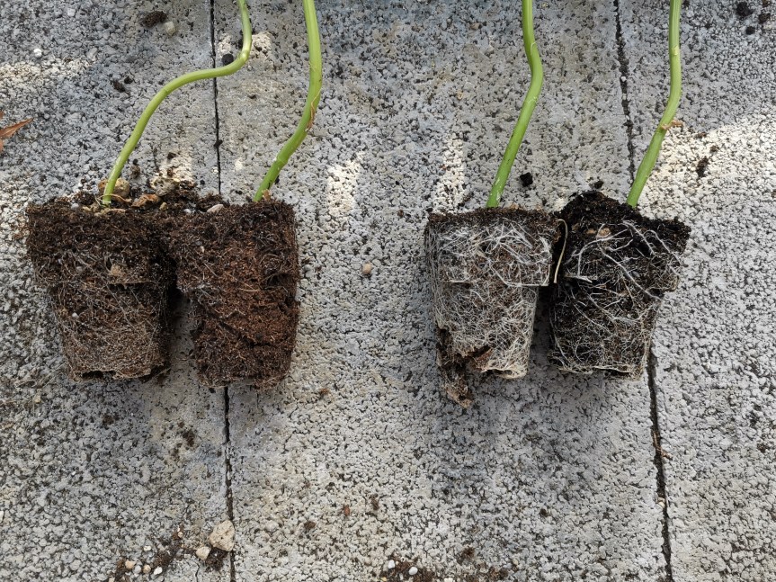 Utilizzo di Inort biostimolante microbico con estratti di Inula viscosa su Amaranthus hypocondriacus (Progetto Biomedimed in collaborazione con Francesco Attanasio&nbsp;Farm)