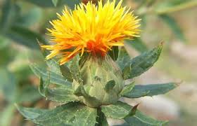 Coltivazione di Zafferanone (Carthamus&nbsp;tinctorius)