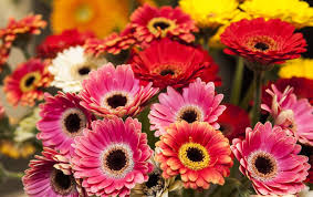 Coltivazione della Gerbera (Gerbera&nbsp;jamesonii)