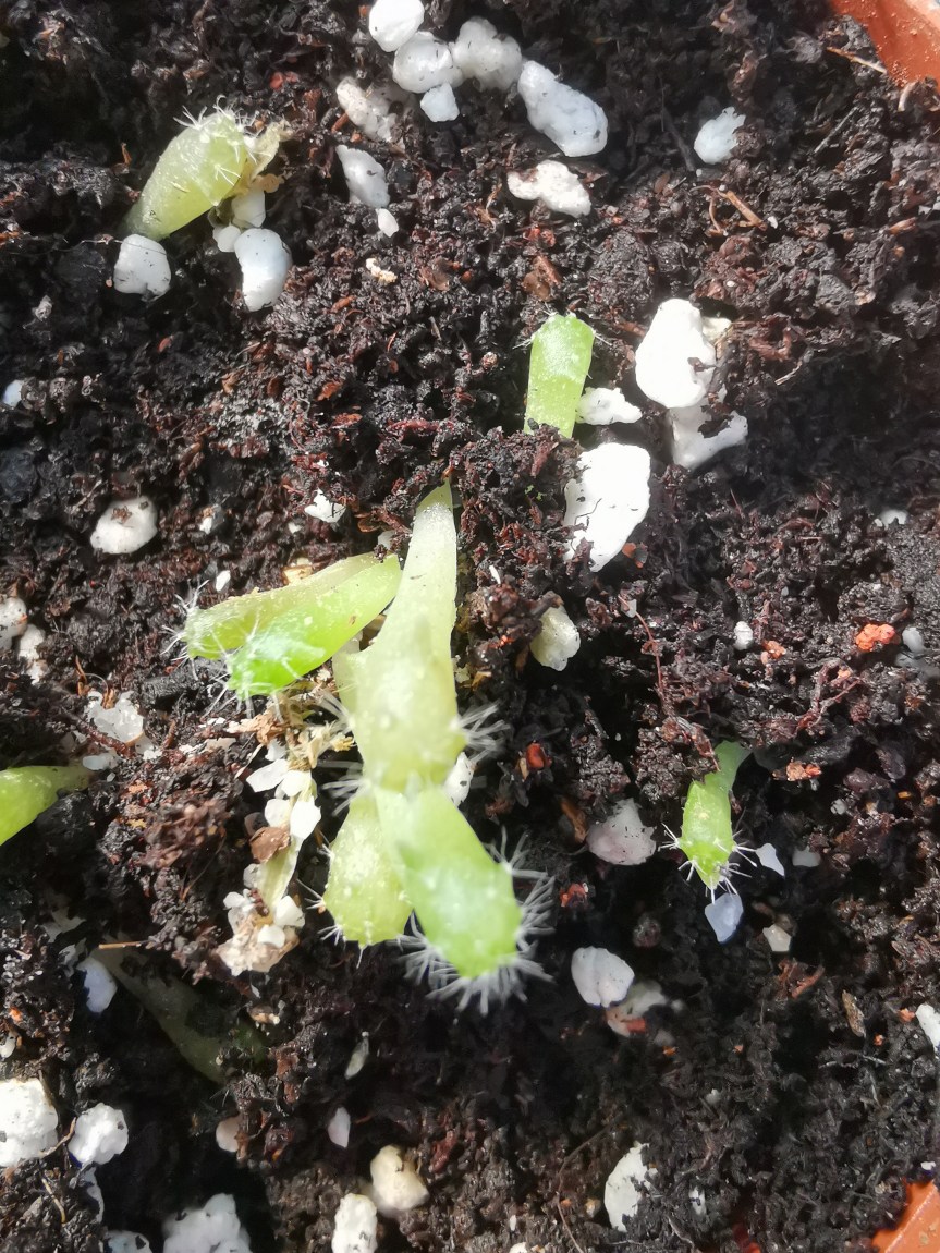 Interazione luci led rosse e blu con microrganismi nel substrato di coltivazione di Echinopsis e&nbsp;Trichocereus