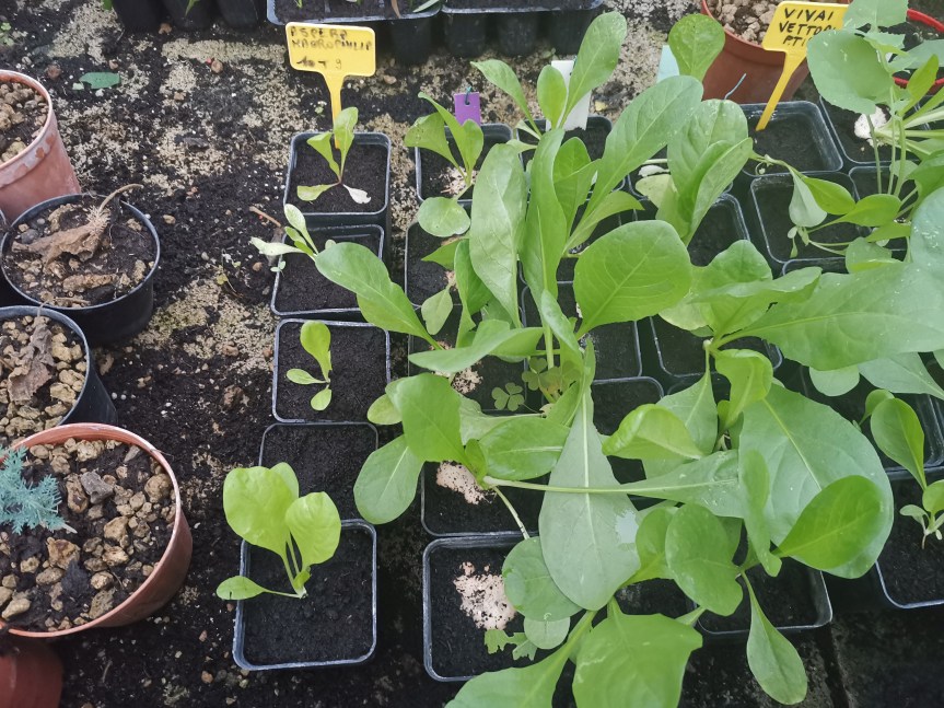 Procedimento di estrazione di minerali nobili dall’acqua di mare nella coltivazione di&nbsp;lattuga