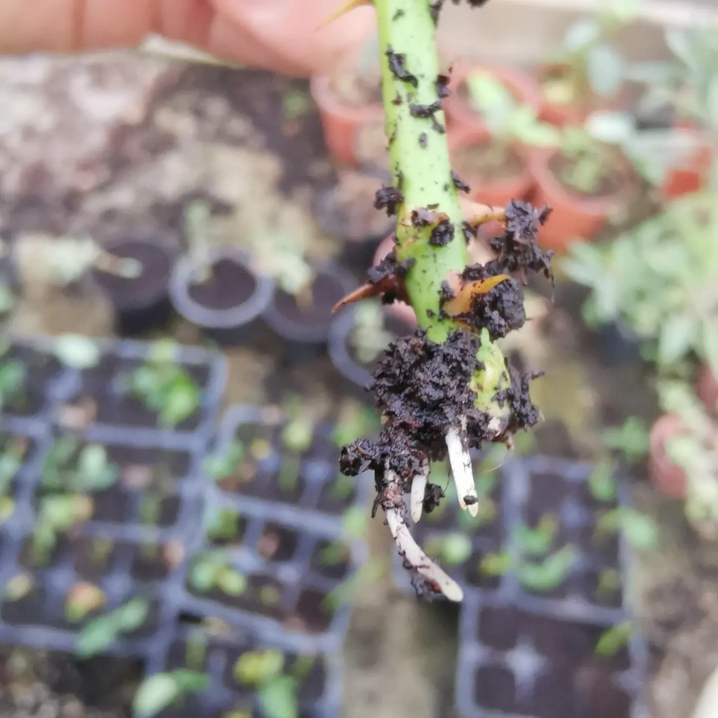 Scatola Innesto Radici Per Piante - 12 Pezzi, Strumento Propagazione Per Talee, Ideale Per Rose, Alberi Da Frutto - Foto 6