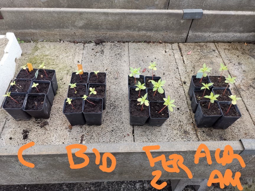 Progetto Waterfert: Utilizzo di minerali e di acqua estratti dal mare per la coltivazione delle&nbsp;piante