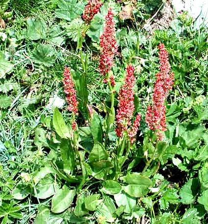 Coltivazione dell’acetosa (Rumex&nbsp;acetosa)