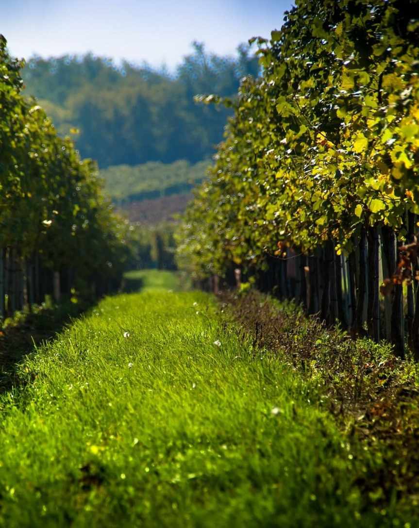 I vantaggi dell’inerbimento permanente