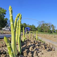 Rizobatteri e funghi endofiti nella coltivazione di asparago (Asparagus&nbsp;officinalis)