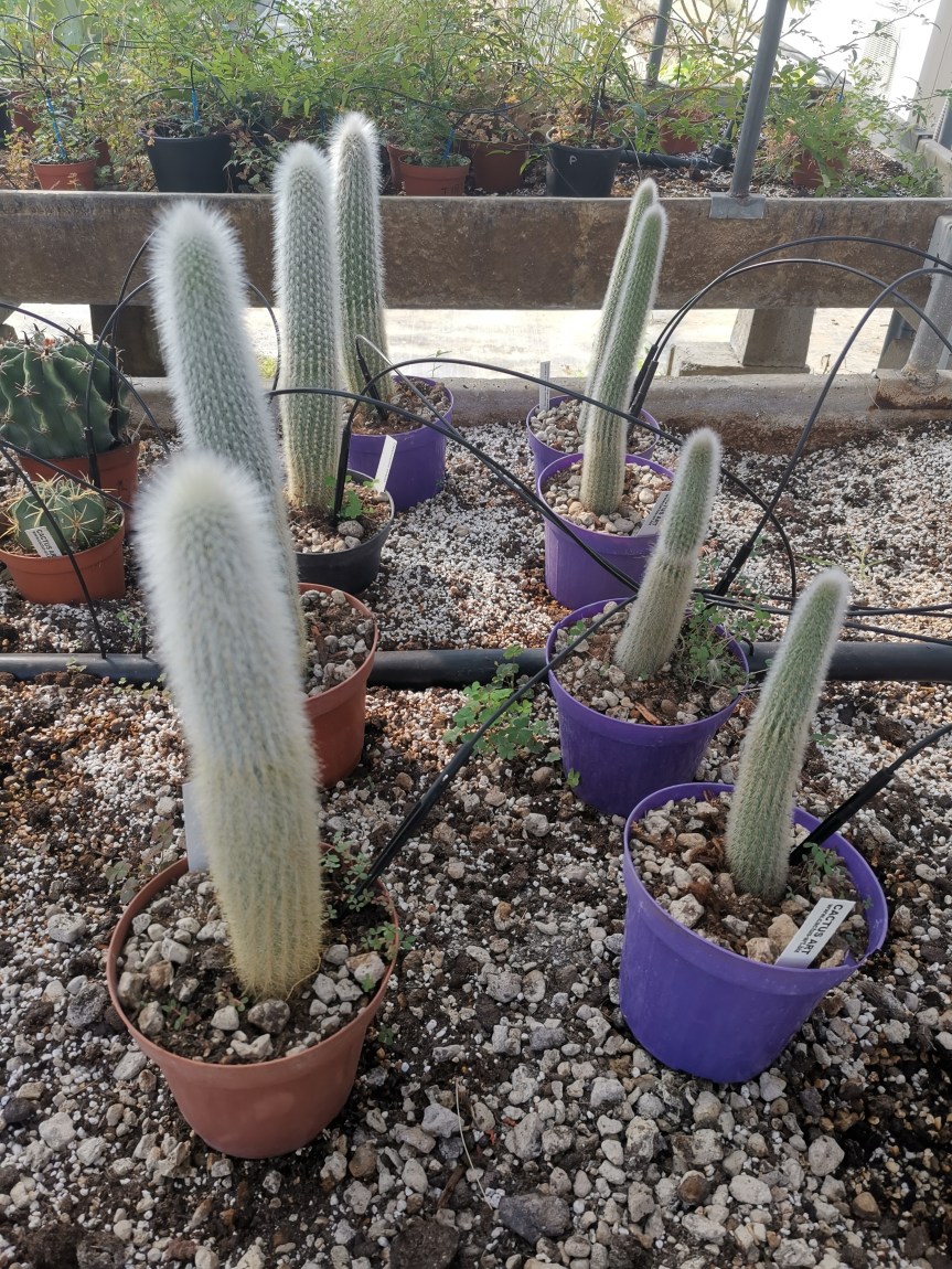 Utilizzo di Te’ di lombrico nella biostimolazione di Cleistocactus&nbsp;strausii