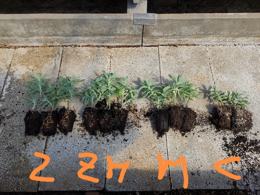 Microrganismi e zeoliti nella stimolazione di sedum palmeri e sedum&nbsp;sieboldii