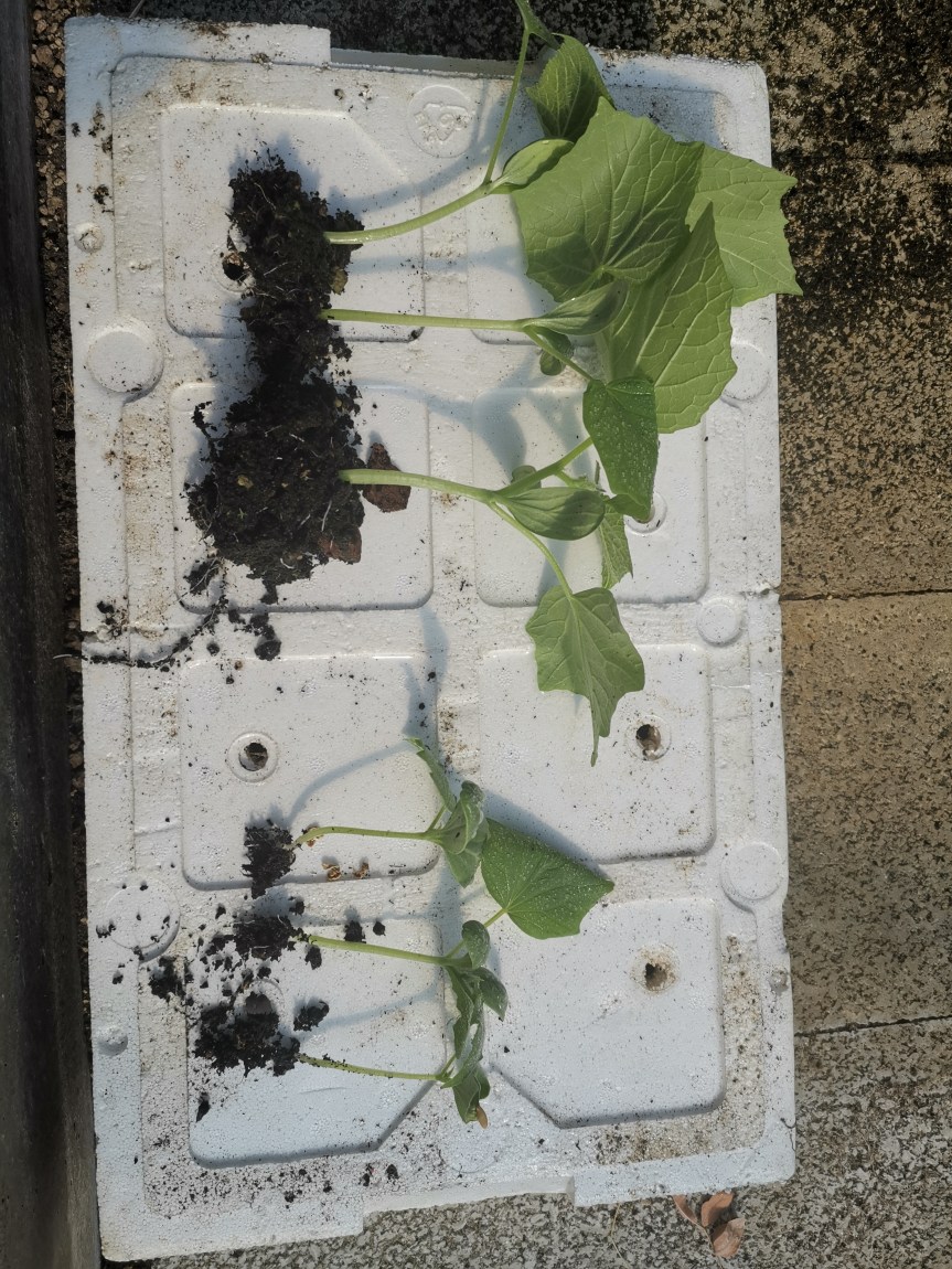 Penergetic system (bentonite +melassa) nella coltivazione di lattuga e&nbsp;cetriolo