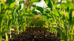 Benefici terapeutici dell’orticoltura