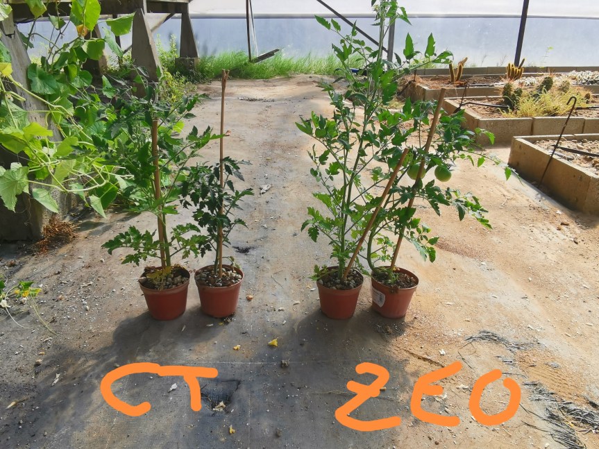 Zeolite a chabasite per il miglioramento di&nbsp;pomodoro