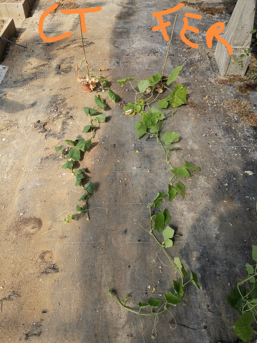 Minerali dall’acqua di&nbsp;mare