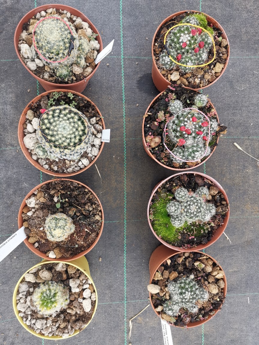 Effetto dell’elettrocoltura su Mammillaria oteroi e Mammillaria&nbsp;schiedeana