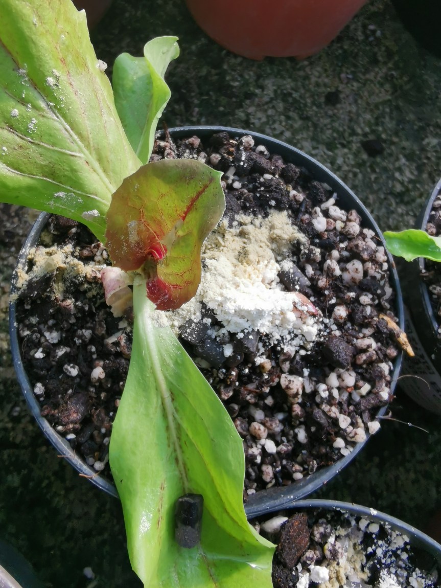 Sistema penergetico sperimentazione