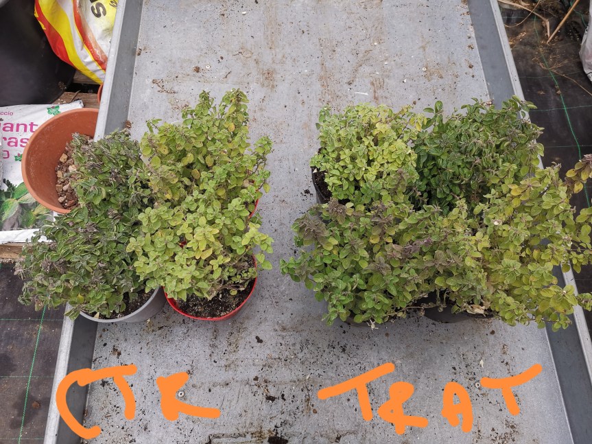 Utilizzo di substrato (torba free) a base di fibra di cocco nella coltivazione di&nbsp;origano