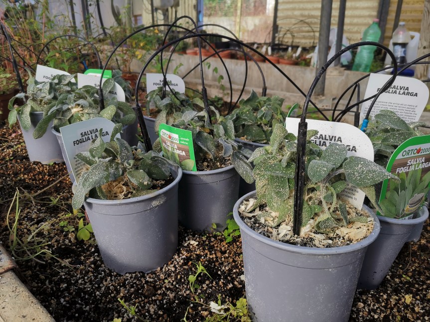 Il te’ di lombrico migliora la crescita delle piante rispetto all’humus di lombrico&nbsp;solido.