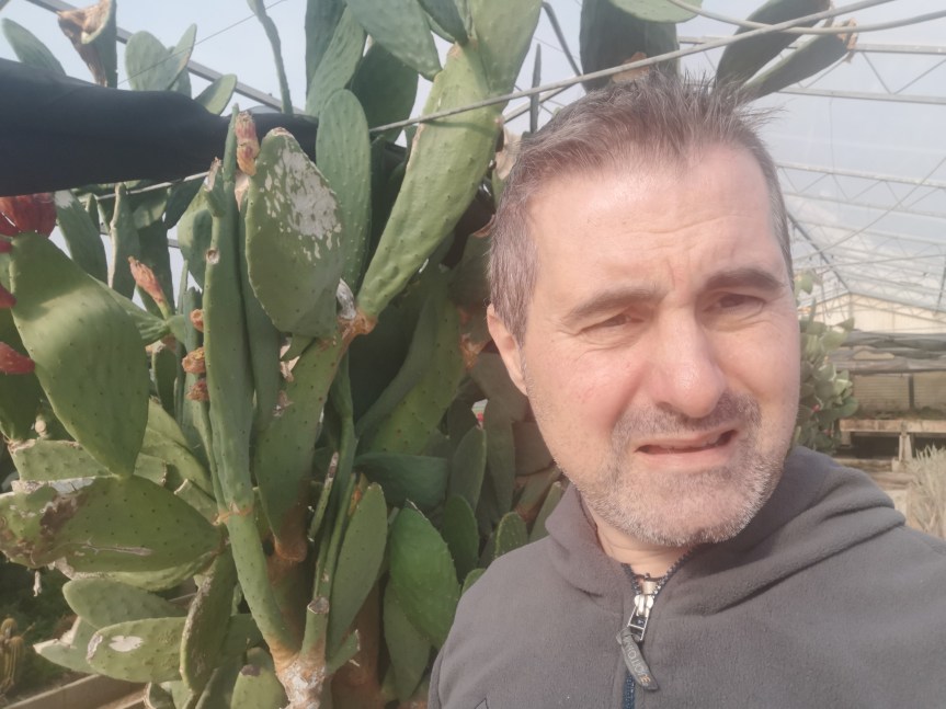 I cactus e le possibili&nbsp;applicazioni