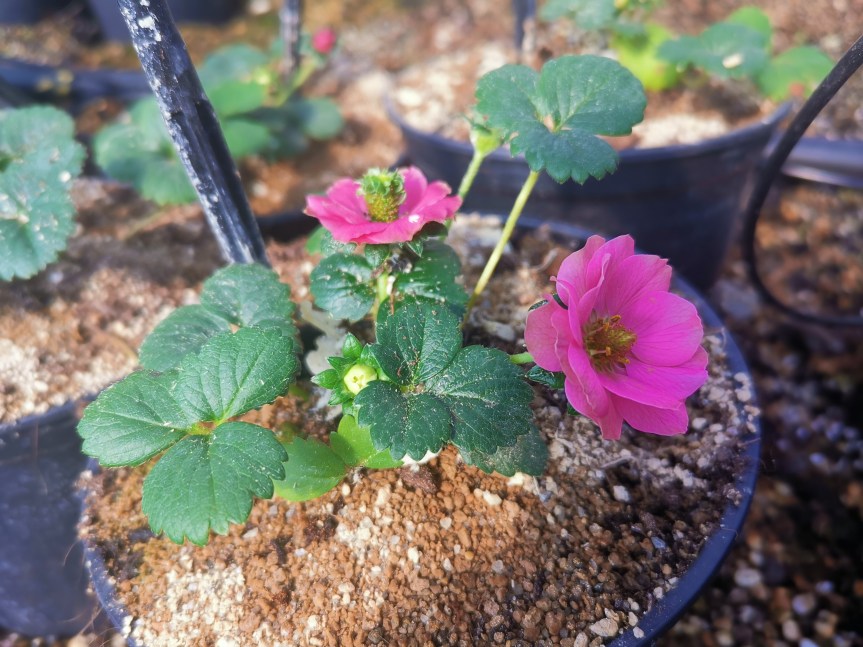 Microzeo: la zeolitite per far crescere meglio le&nbsp;fragole