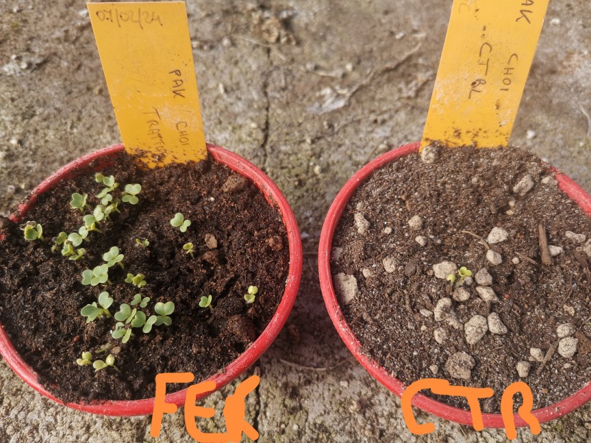 FertilTomix su Pak choi migliora la germinazione delle piante e mantiene più a lungo&nbsp;l’umidità