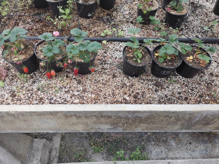 Effetti dell’uso di zeolitite a chabasite granulare come substrato di coltivazione, nella resistenza allo stress idrico e nella riduzione dell’uso di fertilizzanti nella produzione di&nbsp;fragola