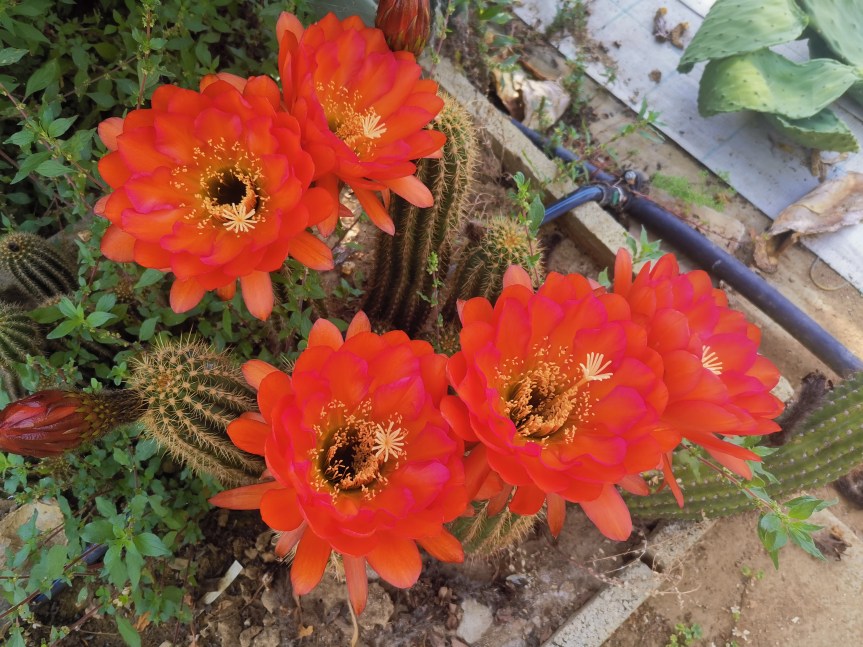 Uso di Humus di Lombrico Liquido e Solido nella Coltivazione, Fioritura e Difesa di Echinopsis sp. e Trichocereus&nbsp;sp.