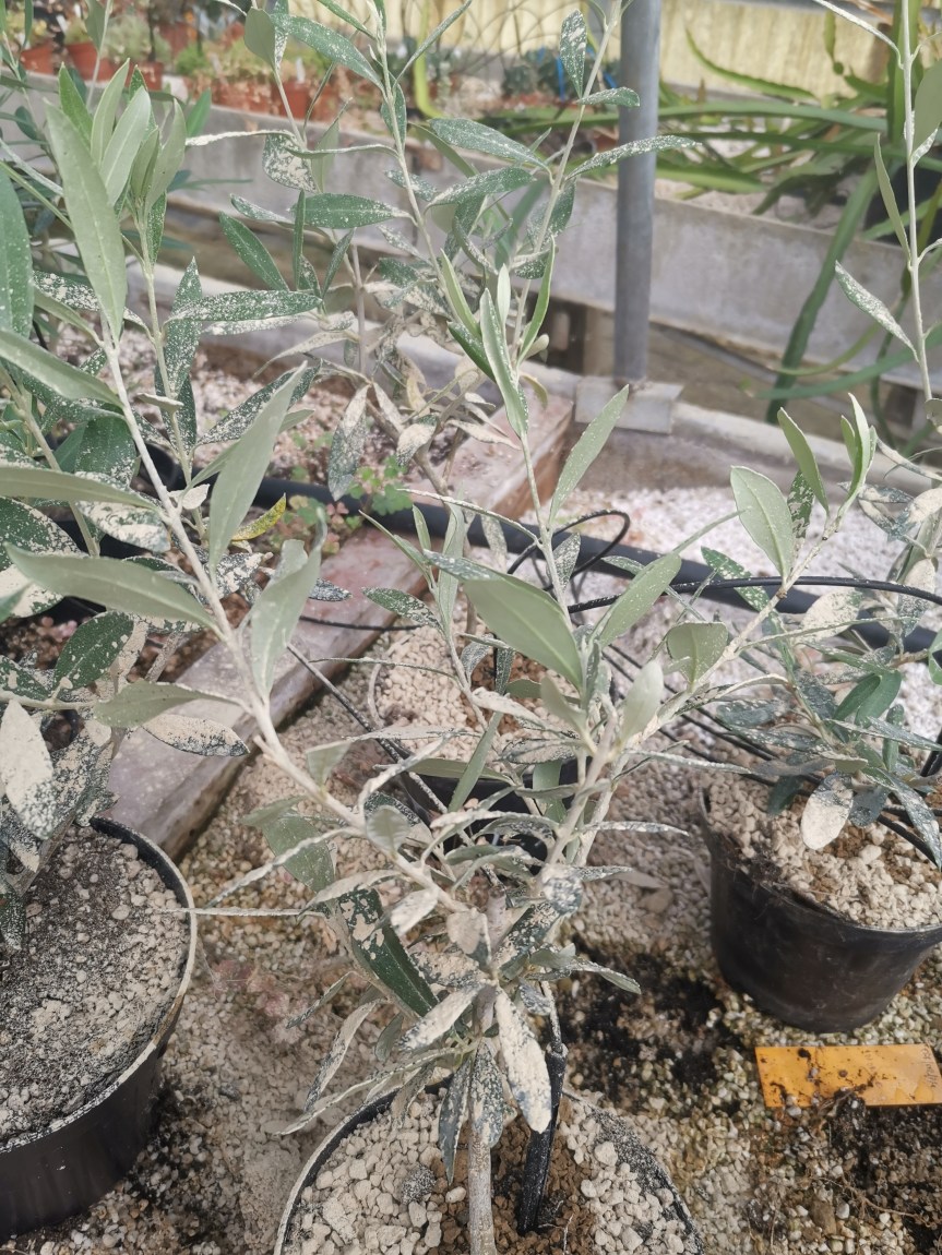 Uso dei Microrganismi Effettivi su Olivo in Vaso in Condizioni&nbsp;Controllate