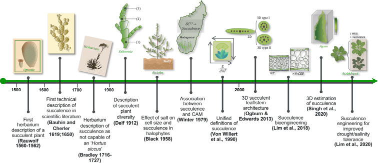 Evoluzione delle succulente e delle cactacee: una storia di adattamento&nbsp;estremo