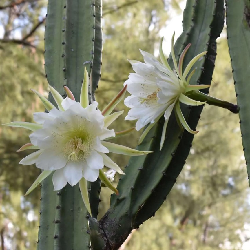 Cactus che fioriscono solo di&nbsp;notte