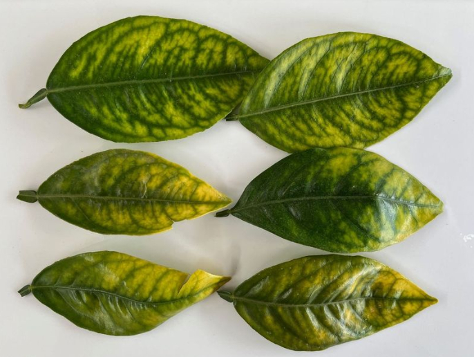 Il miglior pesticida è una pianta&nbsp;sana