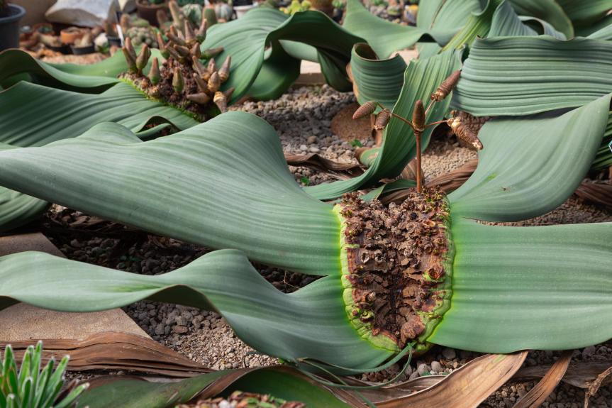 Le piante grasse più longeve del mondo: maestre di tempo e&nbsp;resilienza