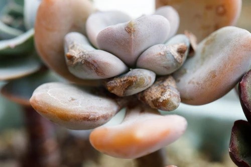 Perché le succulente “scoppiano” se annaffiate&nbsp;troppo