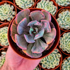 Succulente che cambiano colore con stress e sole: quando la pianta “si&nbsp;difende”