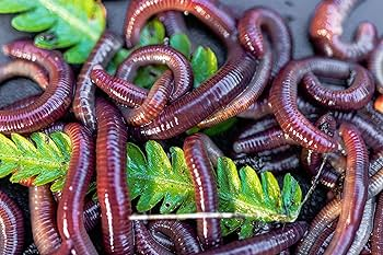 🌿 Come il vermicompost ottenuto dagli scarti delle coltivazioni può migliorare la qualità delle&nbsp;produzioni