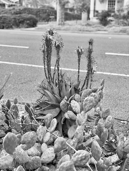 Piante grasse per città più resilienti: verde che guarda al&nbsp;futuro