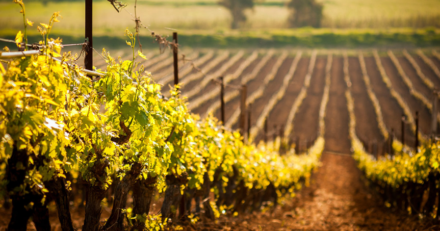 🦠 I Microrganismi Effettivi: cosa sono, come e perché utilizzarli in&nbsp;agricoltura