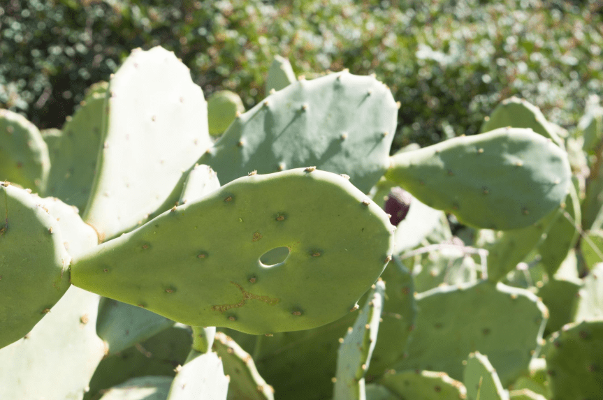 🌿 Biofilm da Aloe e Opuntia ficus-indica: una strategia naturale per prolungare la vita&nbsp;post-raccolta
