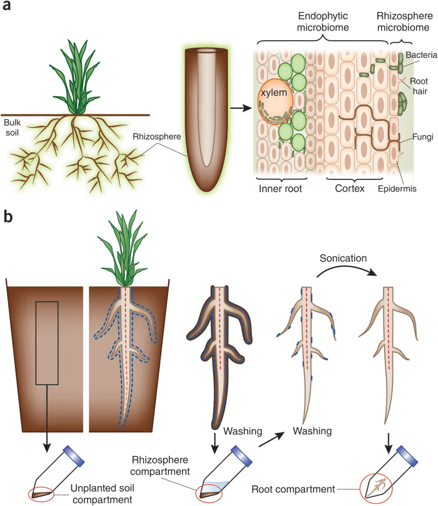 🌱 Ecologia microbica dei cactus: il motore invisibile della&nbsp;resilienza